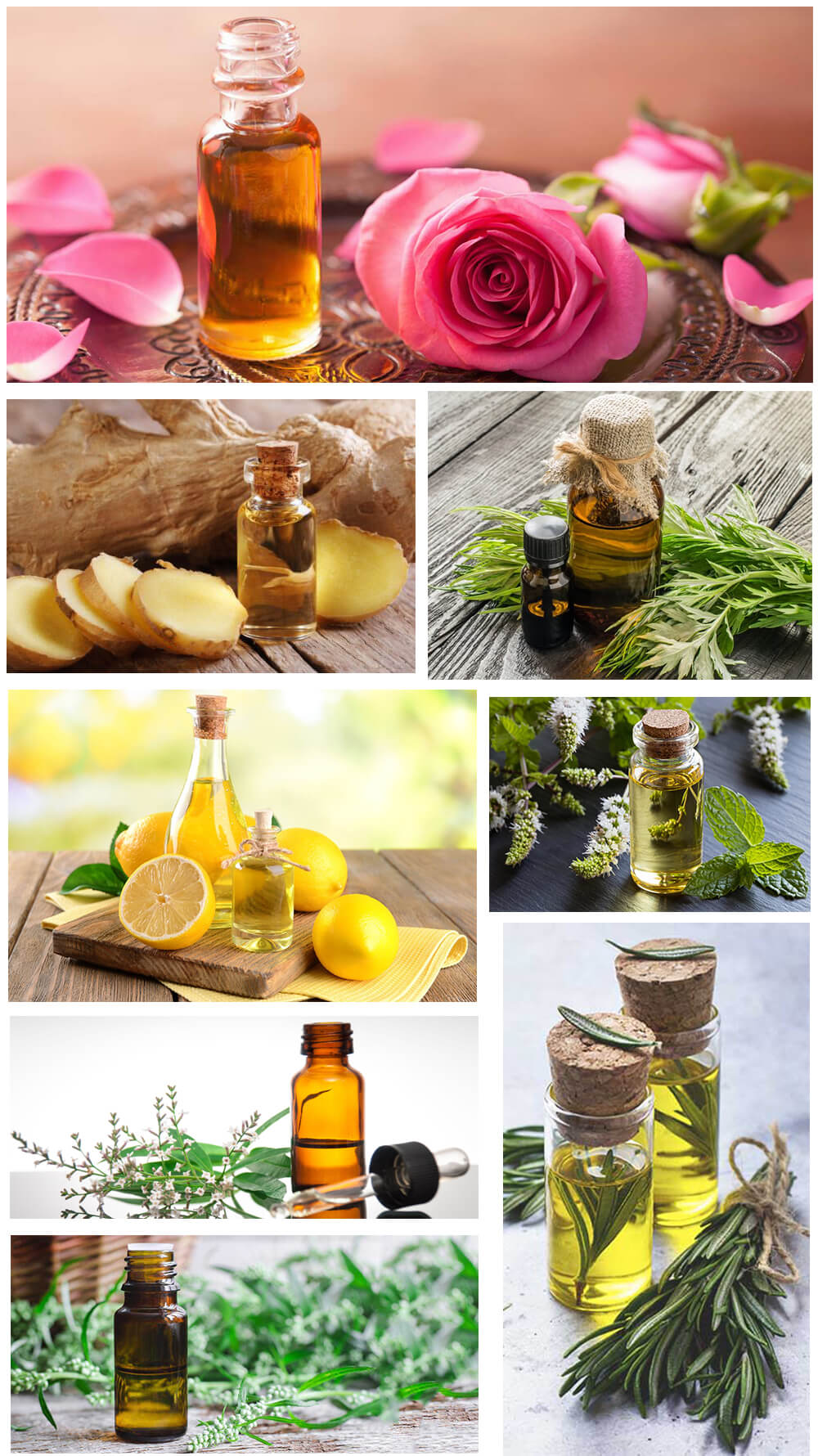 essential oil distillation.jpg essential oil distillation.jpg