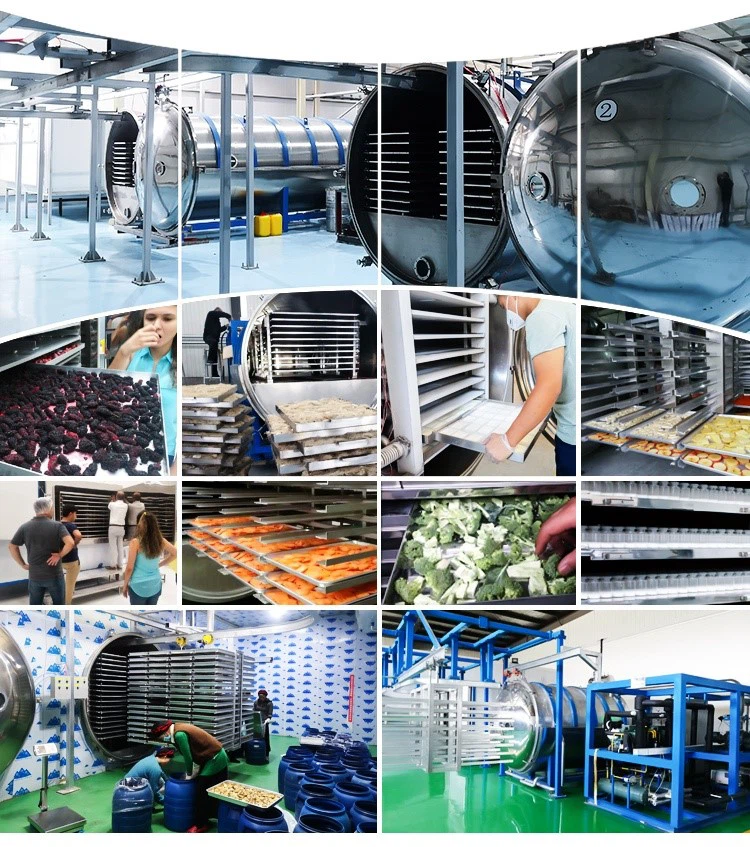 freeze drying freeze drying